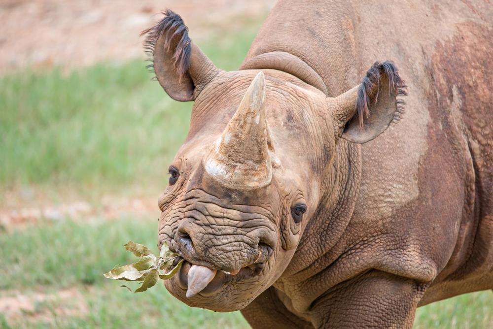 Drive Through Safari-Style Wildlife Encounters at Fossil Rim Wildlife Center
