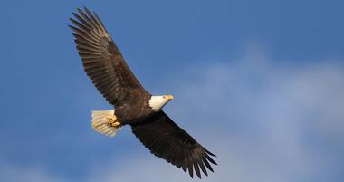 National Eagle Center