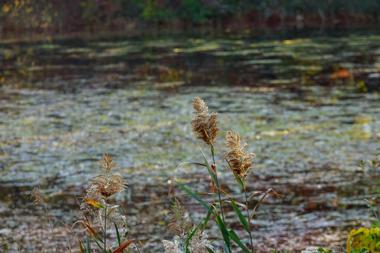 Buckhorn Island State Park | Tourism in Grand Island, New York