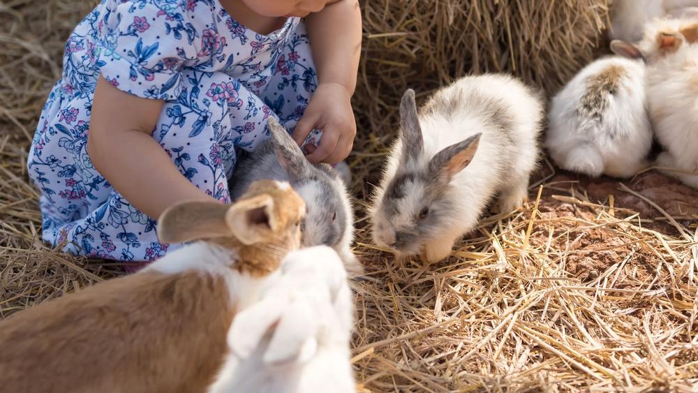 If You’ve Got Kids in Tow, Head to Green Meadows Petting Farm