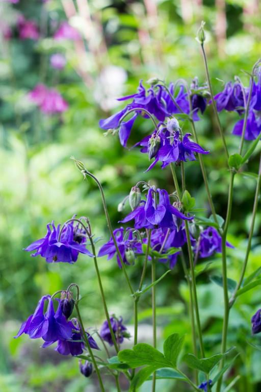 Chanticleer Garden