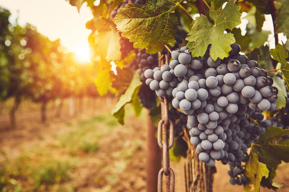 If You Love Wine Adventures, Hop on North Bay Winery Tours