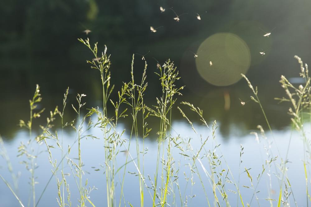 Fish, Picnic, or Paddle at Kernersville Lake Park