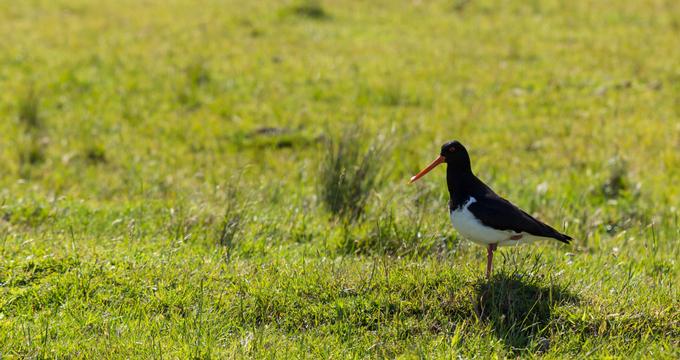 Chatham Islands