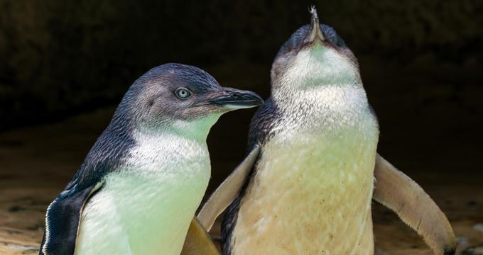 International Antarctic Centre