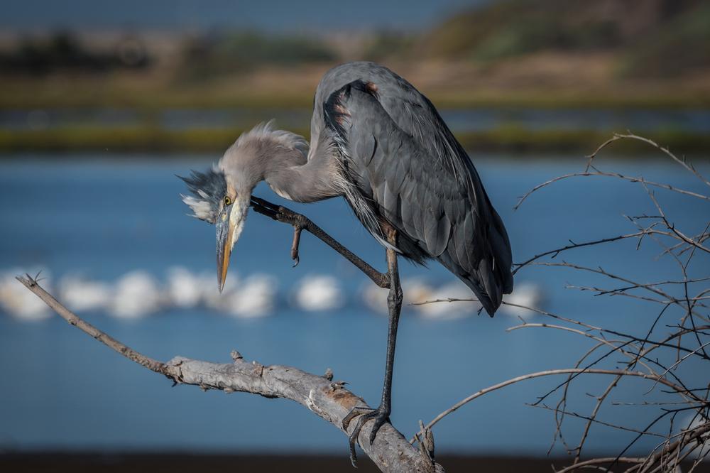 Hike  and Spot Wildlife at Bolsa Chica Ecological Reserve