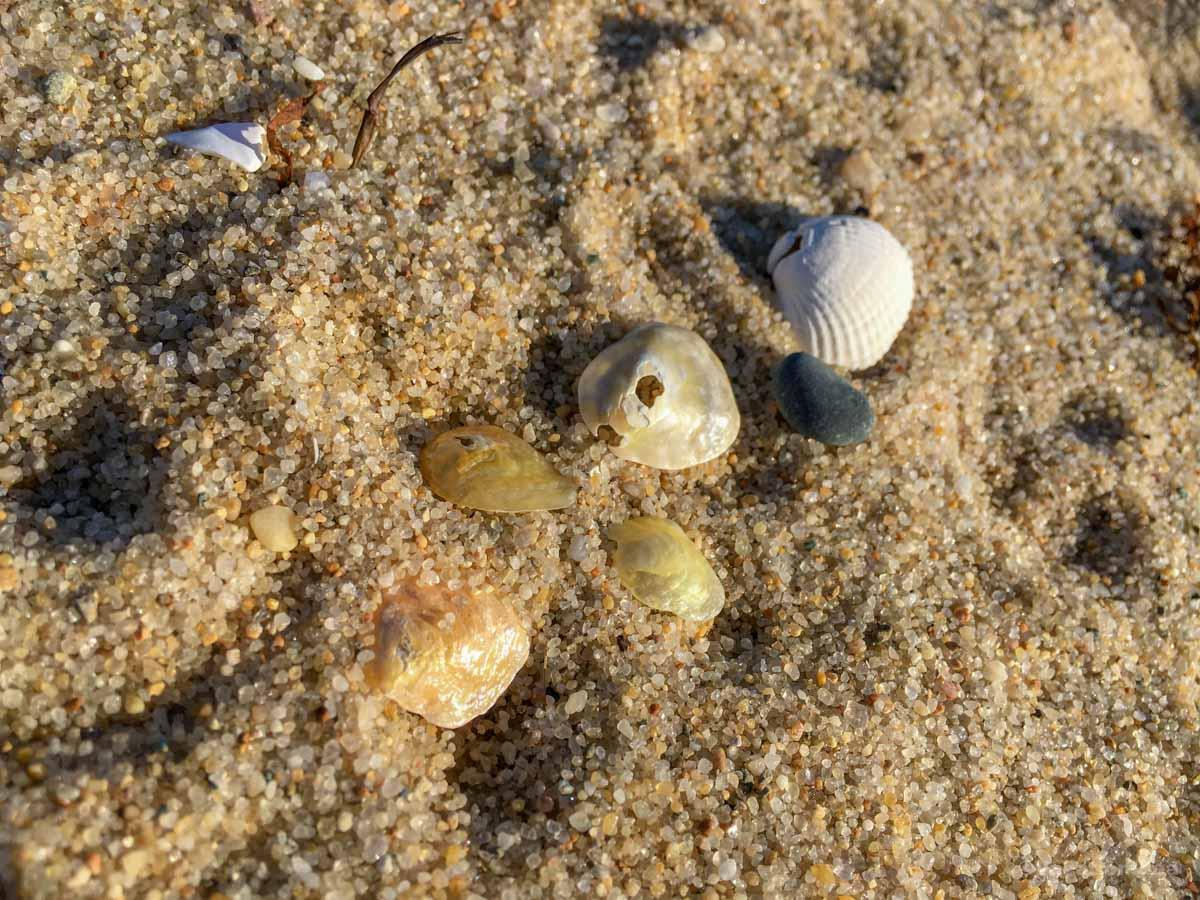I took this photo of shells while beachcombing
