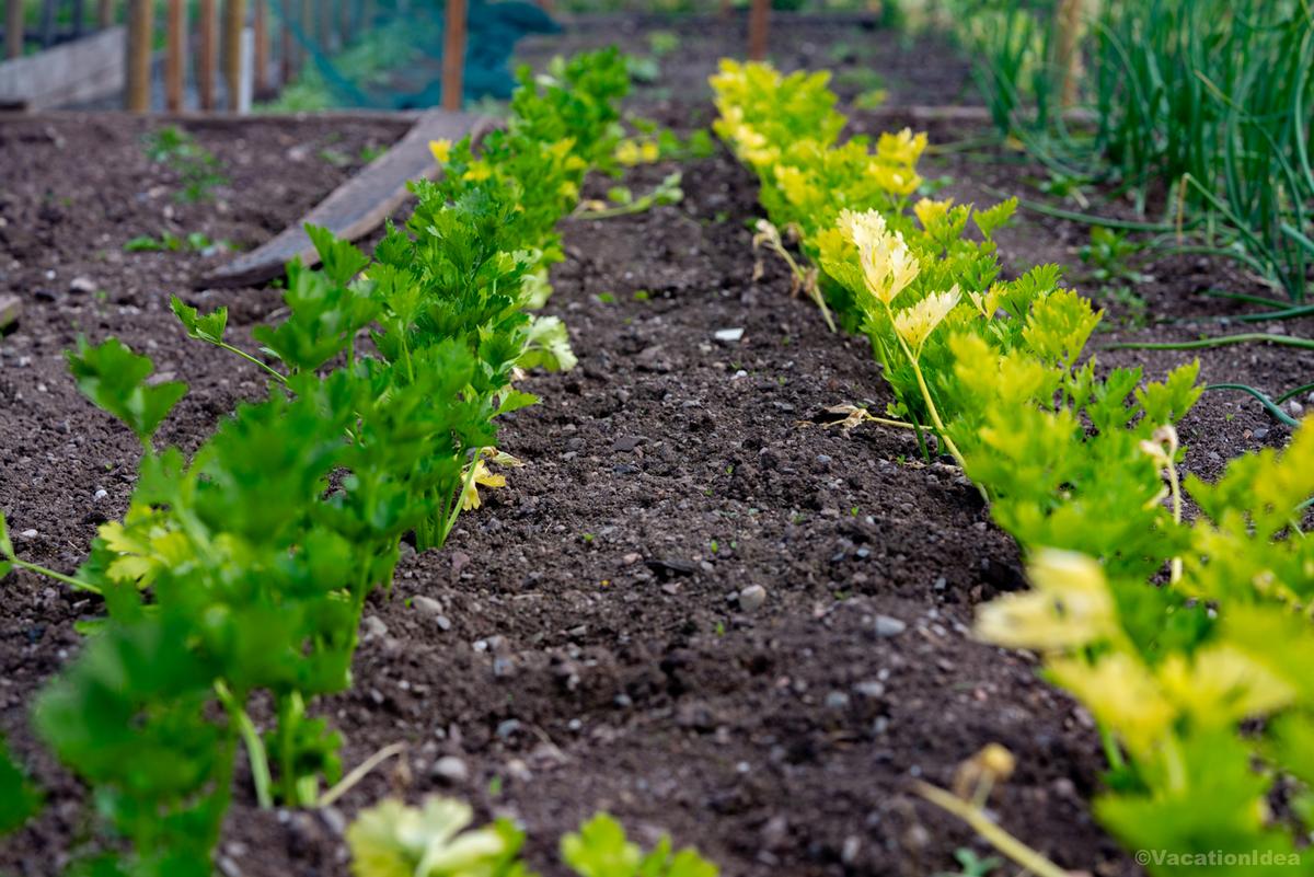 My photo of fresh farm greens