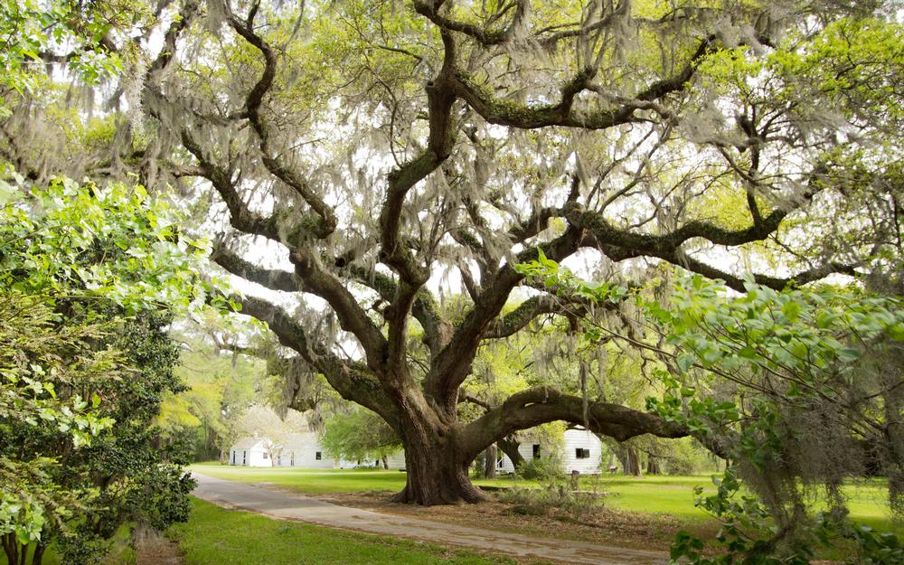 Take your dog for a walk at Magnolia Plantation and Gardens