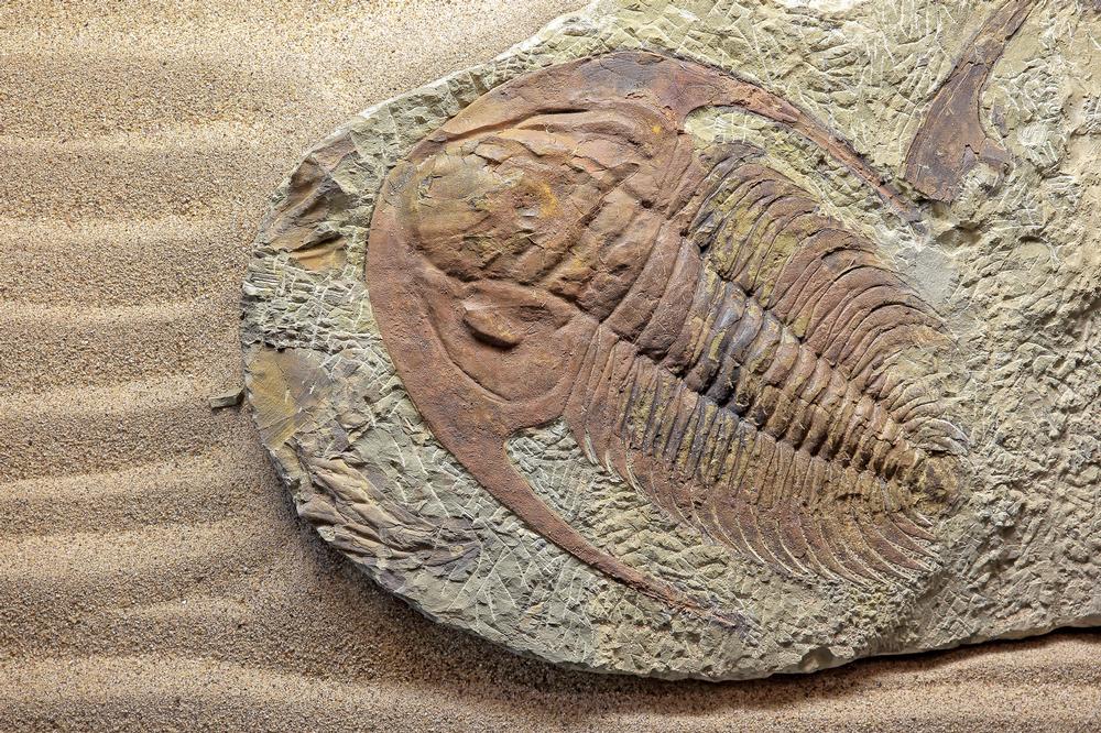 If You’re Fascinated by Dinosaurs and Fossils, Visit Natural Science Museum La Salle