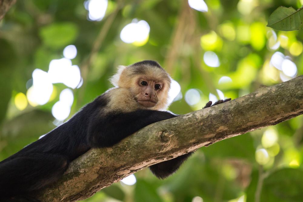 Meet Wildlife and Stroll Gardens at Simon Bolivar Zoo and Botanical Garden