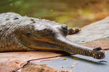 Arignar Anna Zoological Park-Vandalur Zoo