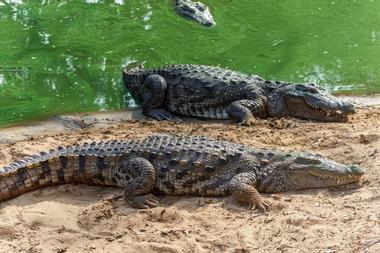 Madras Crocodile Bank Trust