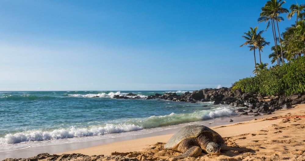 North Shore of Oahu Beaches