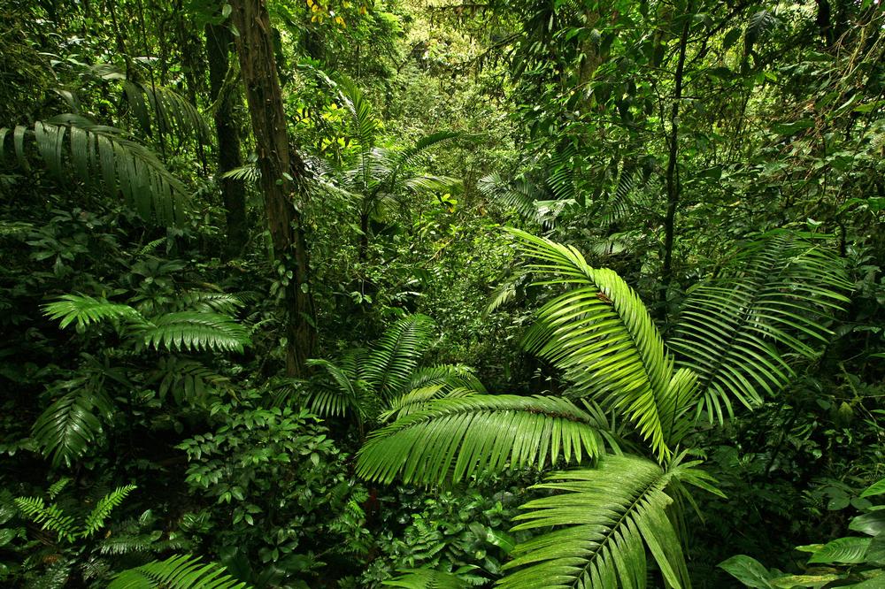 If You Love Lush Landscapes, Wander Central Forest Reserve National Park
