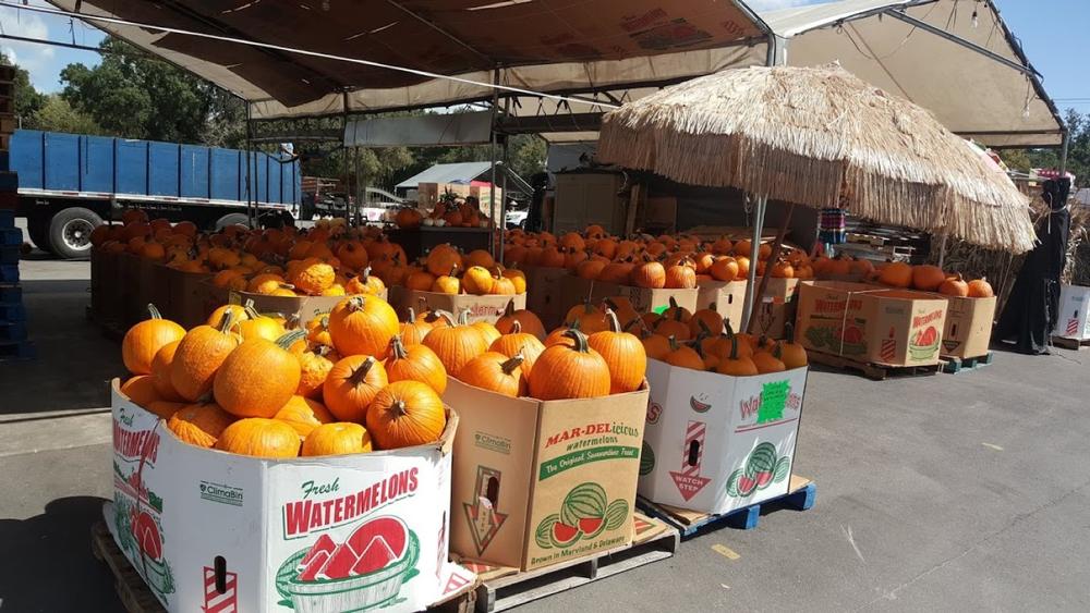 Treasure Hunt at Plant City Farm & Flea Market