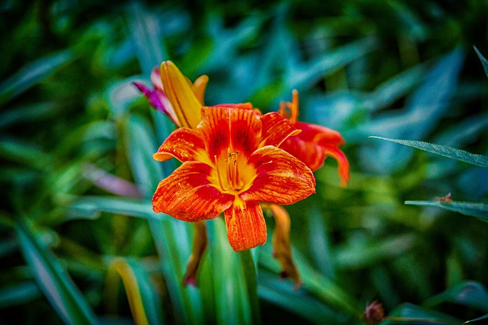 Stroll Through Tropical Beauty at Nevis Botanical Gardens