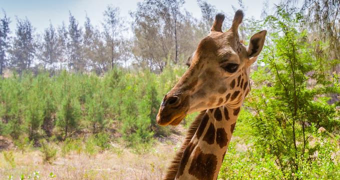 Oklahoma City Zoo