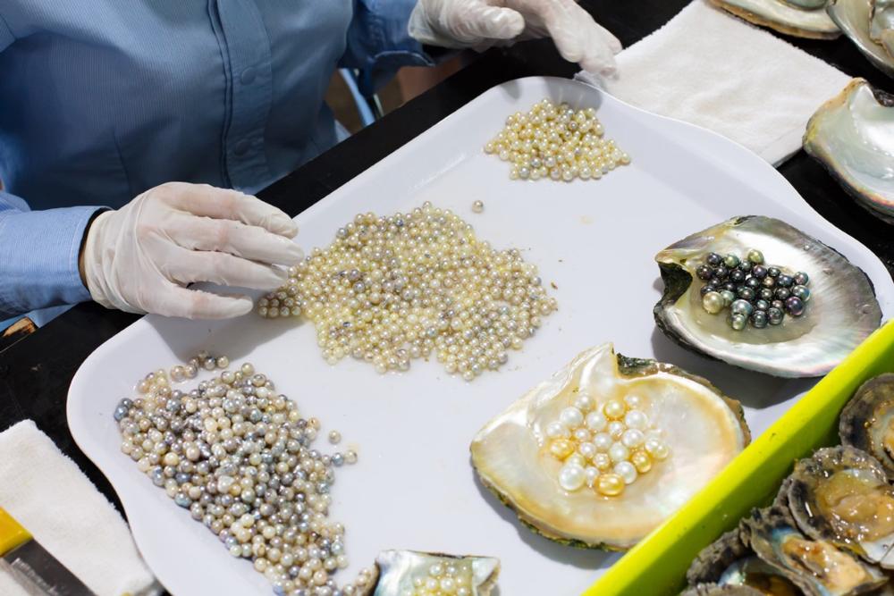 Learn the Art of Pearling at Willie Creek Pearl Farm