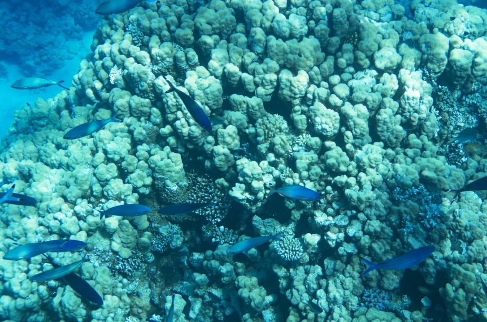Dive Pristine Reefs at the Remote Rowley Shoals