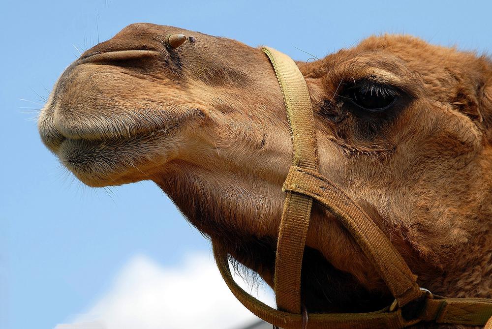 Meet Camels Up Close: Plan a One-of-a-Kind Visit to Oasis Camel Dairy