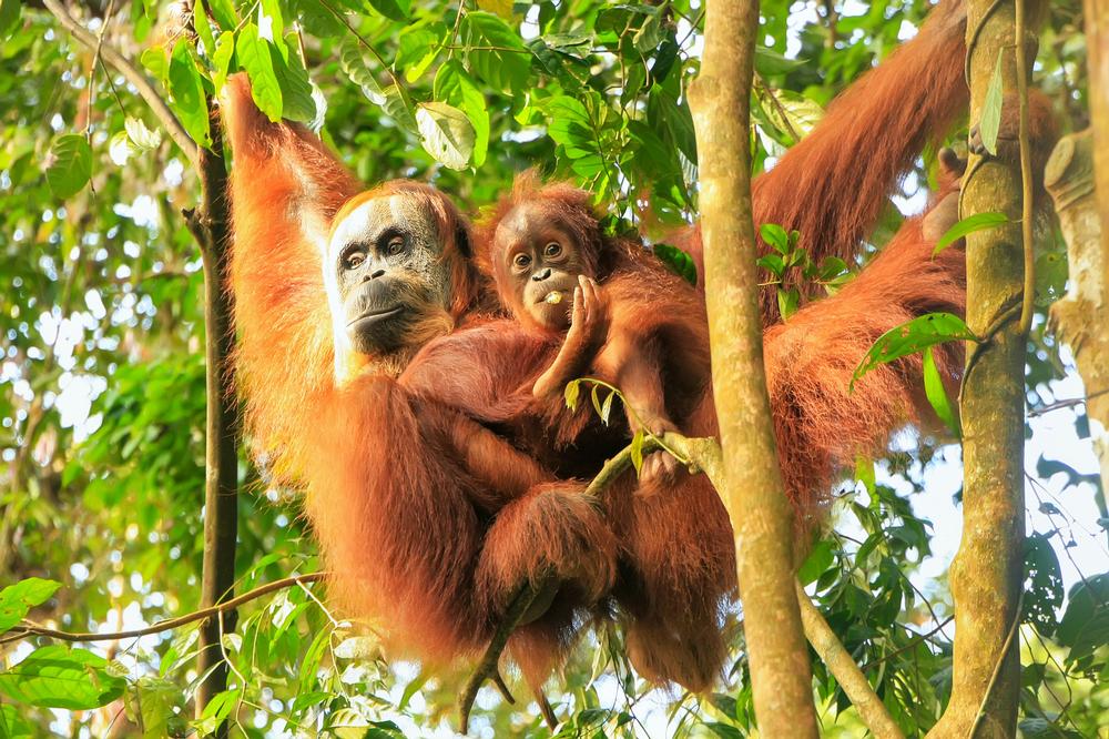 Gunung Leuser National Park