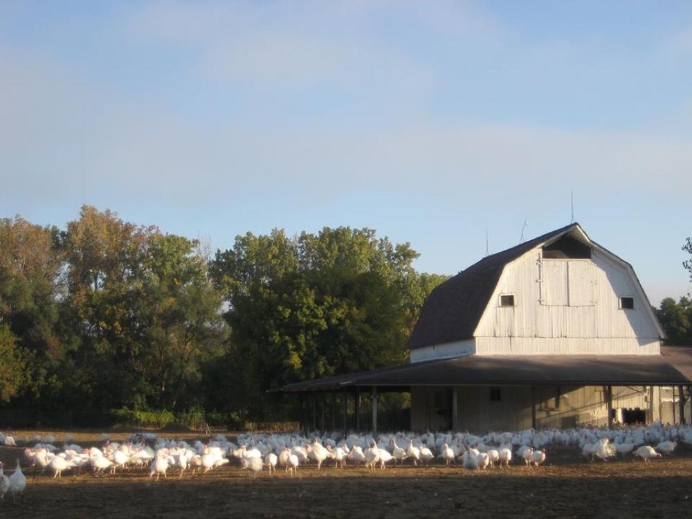 Meet the Flock and Make Family Memories at Roperti’s Turkey Farm