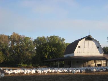 Roperti's Turkey Farm | Tourism in Livonia, Michigan