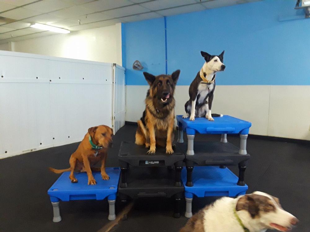 Train, Play, and Bond at Baxter’s K9 Complex