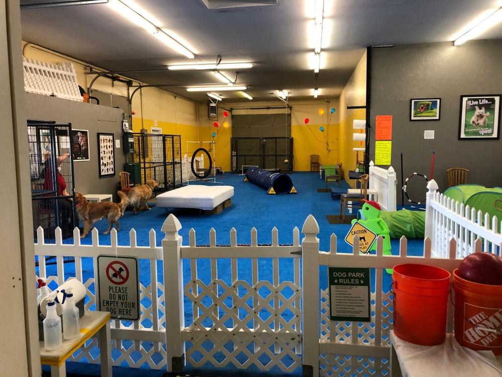 Rain or Shine, Unleash the Fun at Gearhart Indoor Dog Park and Doggie Day Care