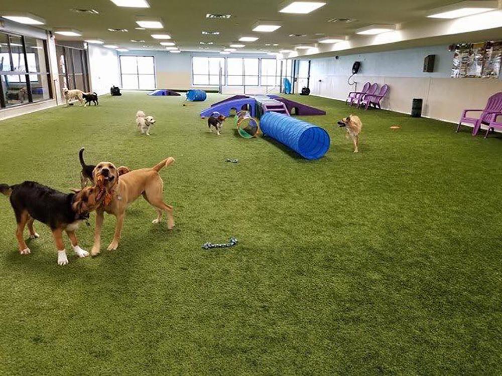 If You Want Tail-Wagging Adventures,  Head Over to Paws 4 Fun