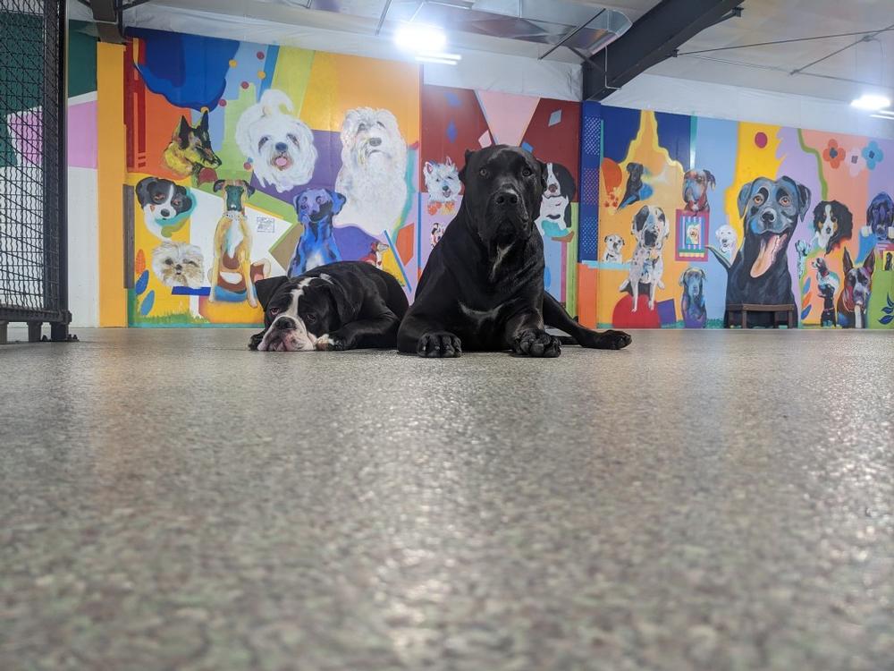 Dine, Sip, and Play at The Pack Dog Indoor Dog Park, Restaurant, and Bar in Comstock Park, MI