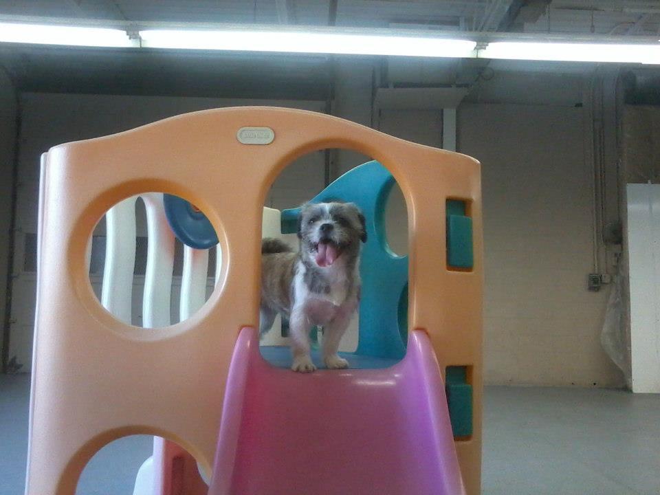 Let Your Dog's Personality Shine at Bow Chika Wow Town