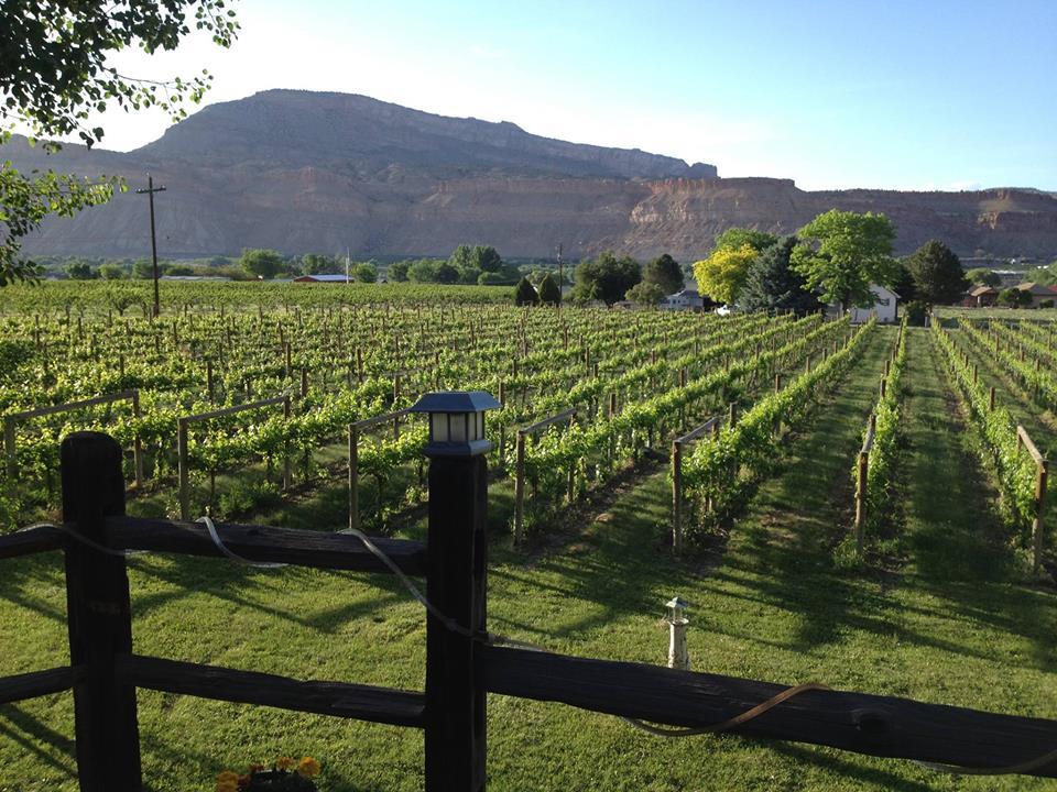 Taste the Local Terroir at Bookcliff Vineyards Tasting Room
