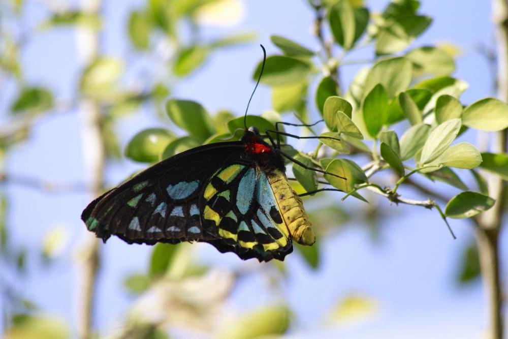 Butterfly Pavilion and Insect Center