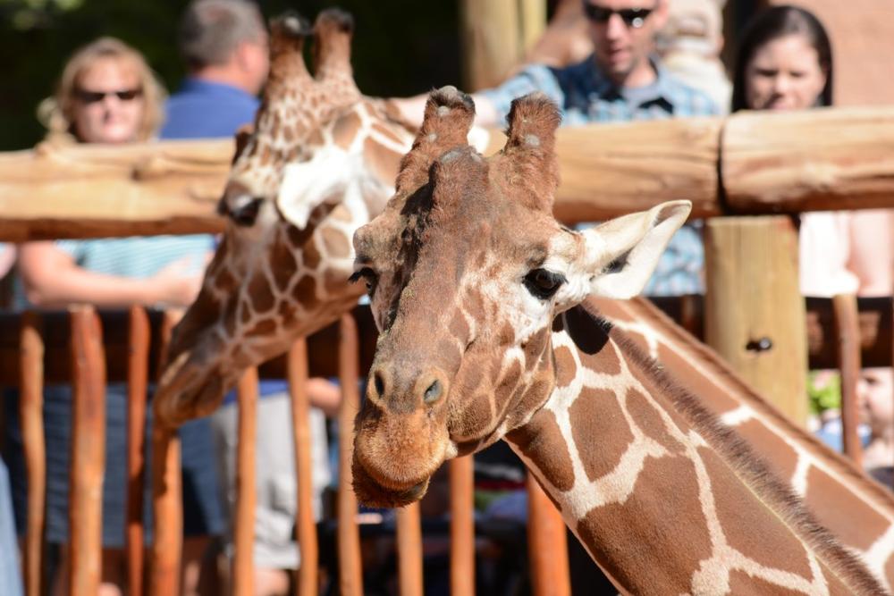 Cheyenne Mountain Zoo