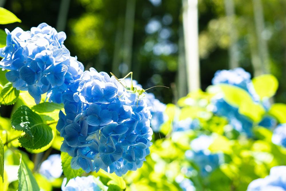 Grapevine Botanical Gardens at Heritage Park