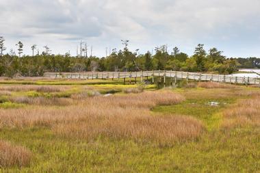 Croatan National Forest