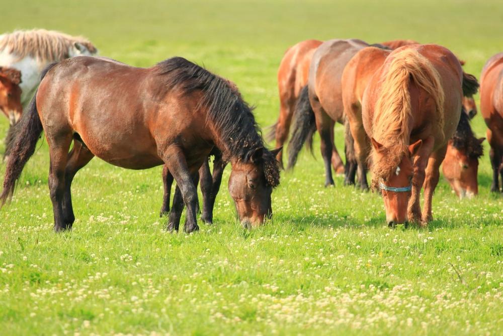Check into Eagle Creek Ranch for a fun ranch vacation with the whole family
