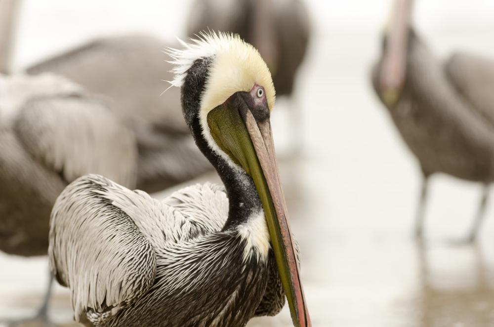 Walk along protected dunes and observe native wildlife on a fall visit.