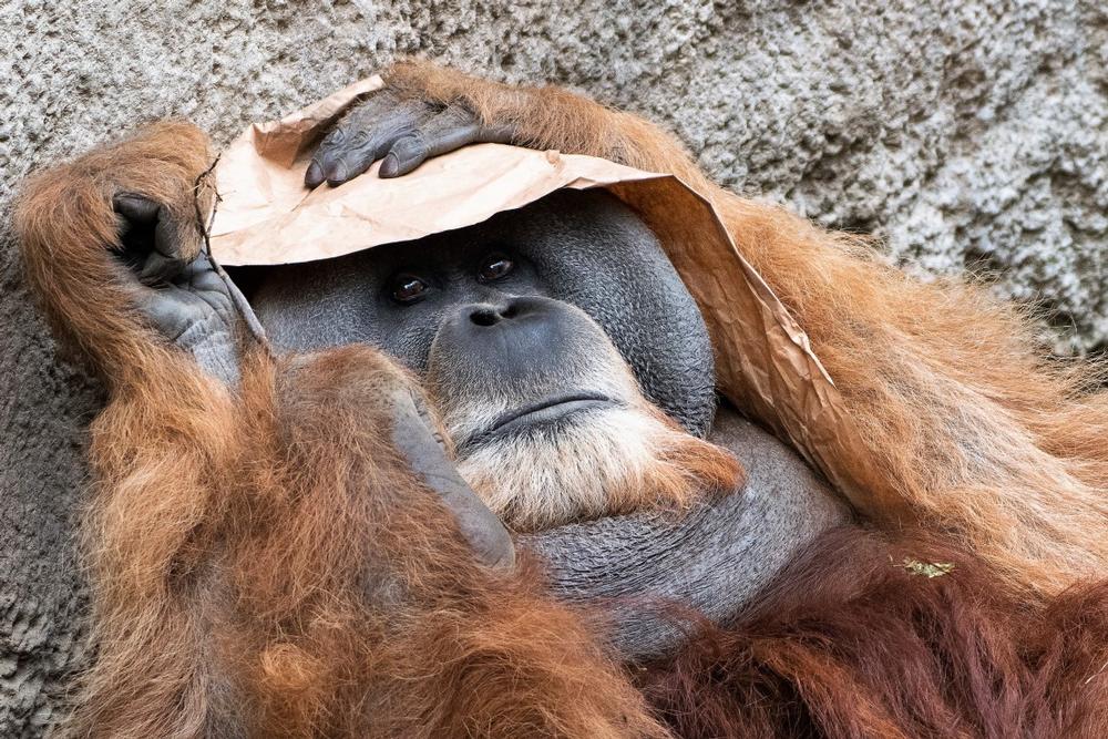 If You Love Wildlife Adventures, Explore Leipzig Zoo
