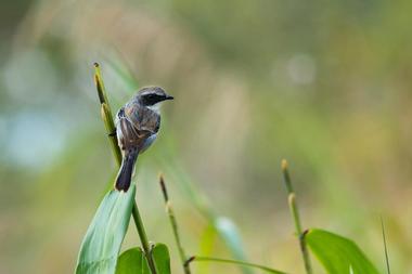 Koshi Tappu Wildlife Reserve