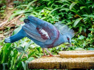 Kuala Lumpur Bird Park