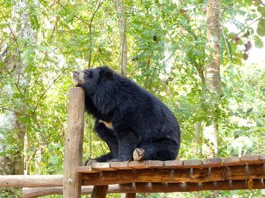 Tat Kuang Si Bear Rescue Centre