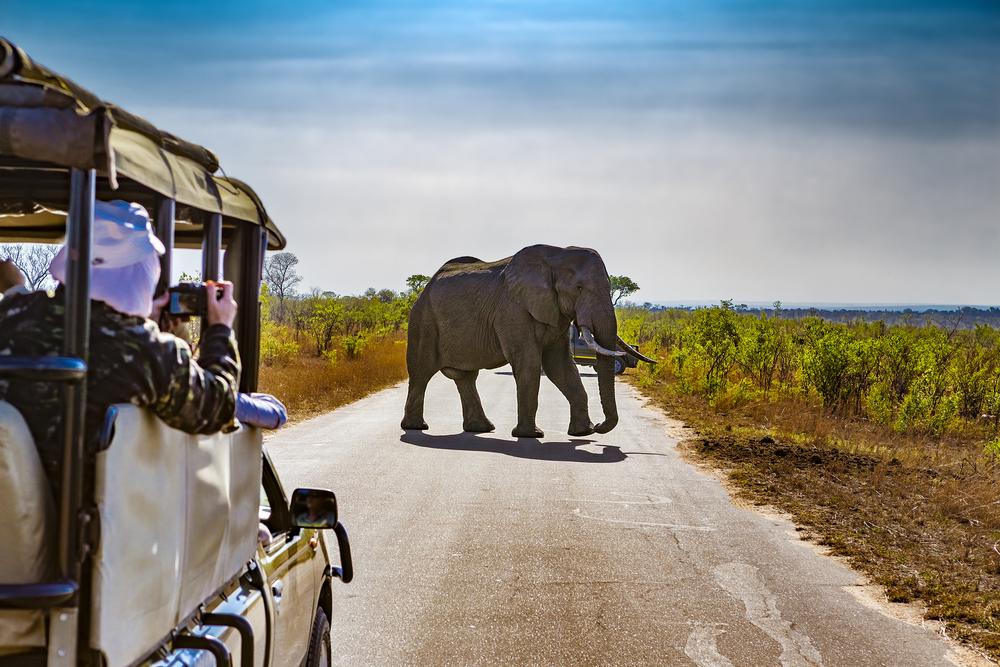 Experience the Wild Majesty of Kruger National Park