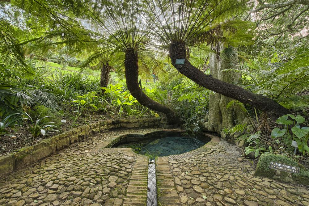 Wander Through Living Art at Kirstenbosch National Botanical Garden