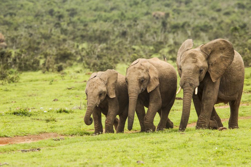 Marvel at Gentle Giants in Addo Elephant National Park