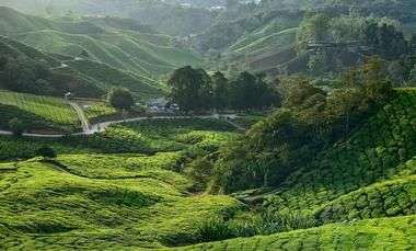 Boh Tea Plantation and Factory