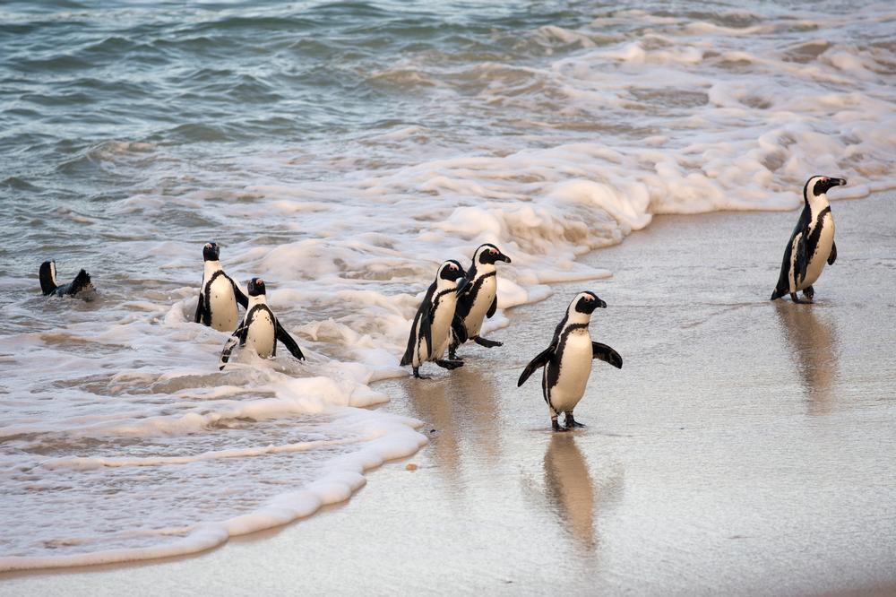 Meet African penguins at Boulders Beach