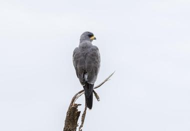 African Bird of Prey Sanctuary